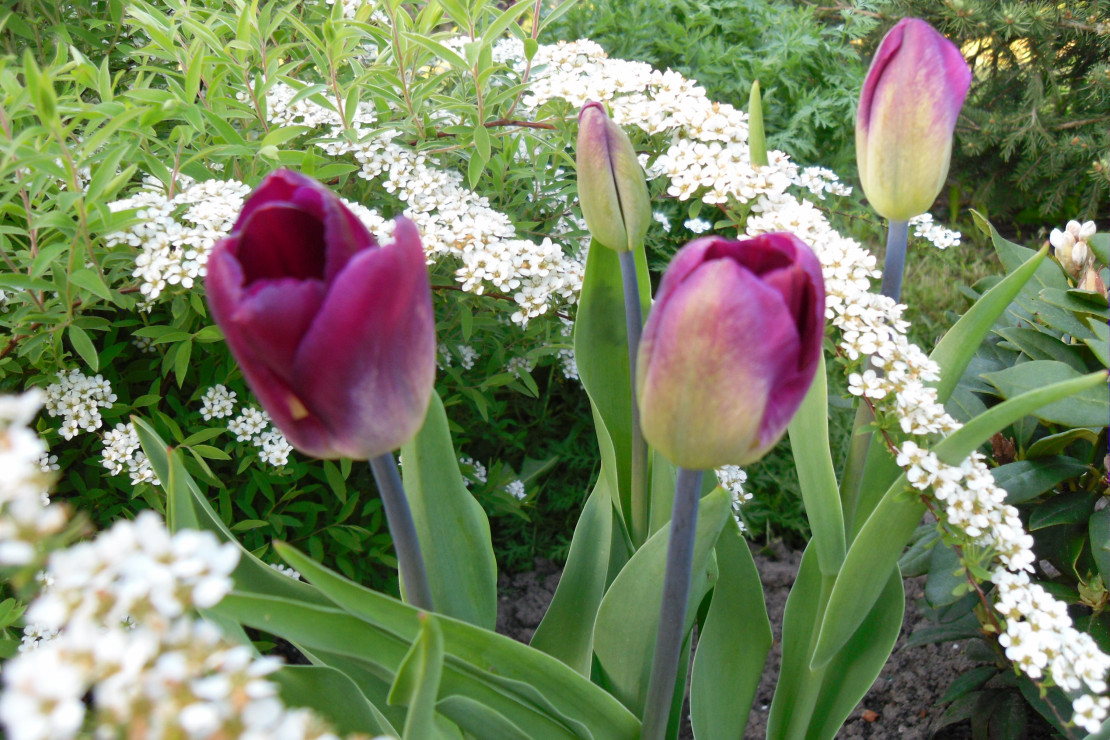Tulipany w objęciach tawuły