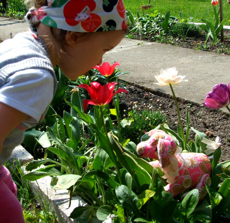 Tulipany2