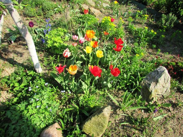 tulipany