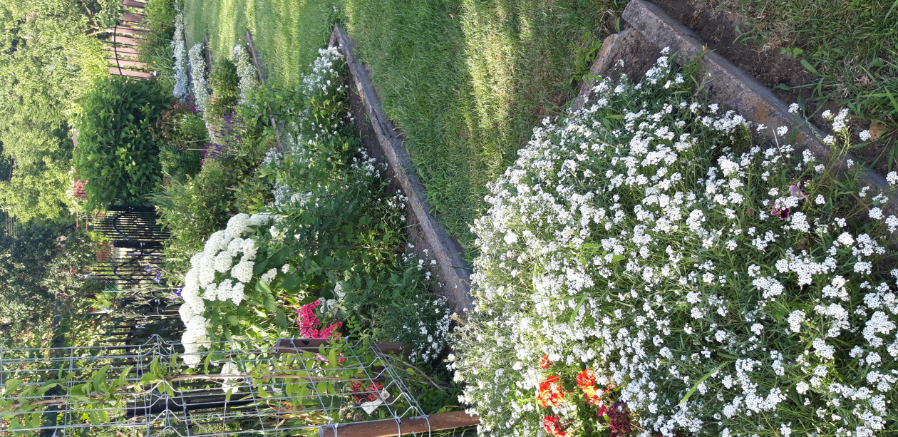 smagliczka i cudowny zapach