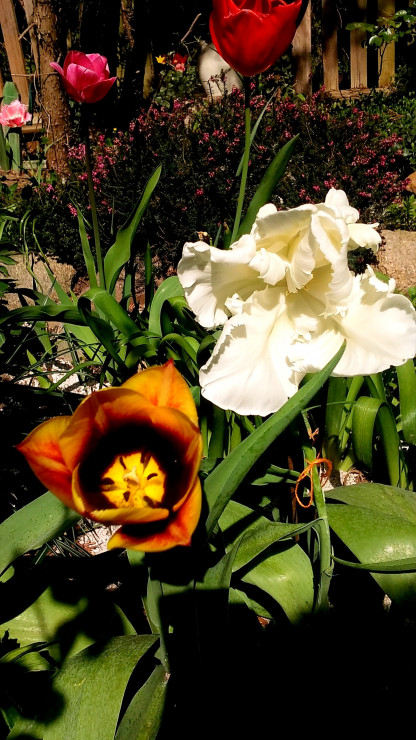 zestaw tulipanów