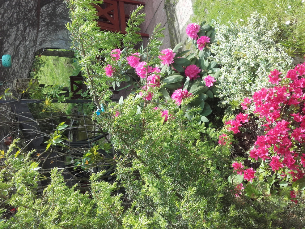 rododendron