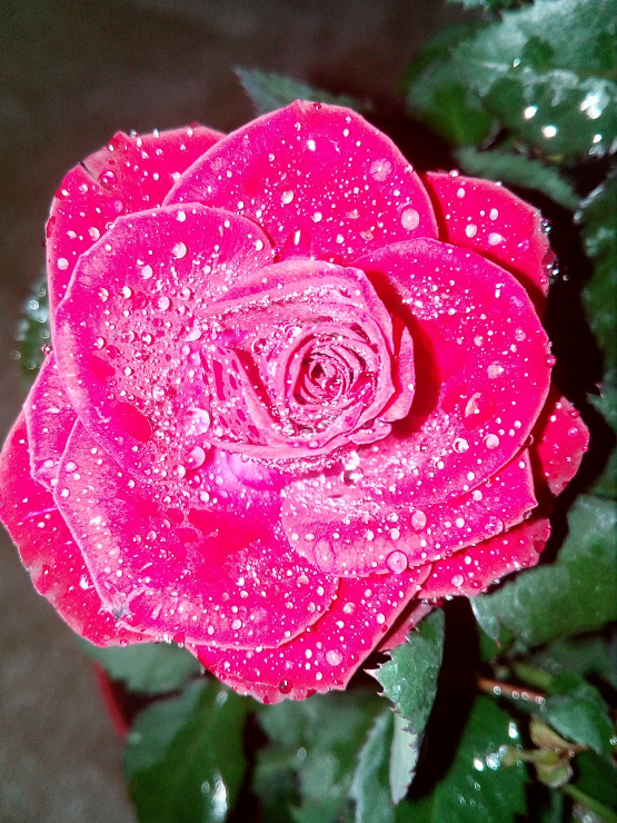 Róża miniaturka