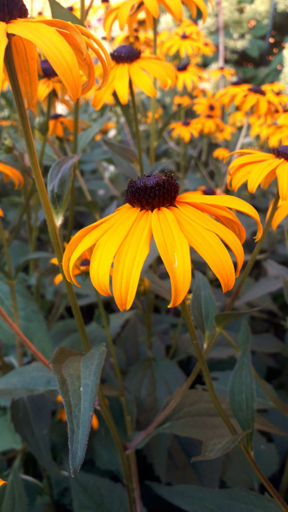 Rudbekia