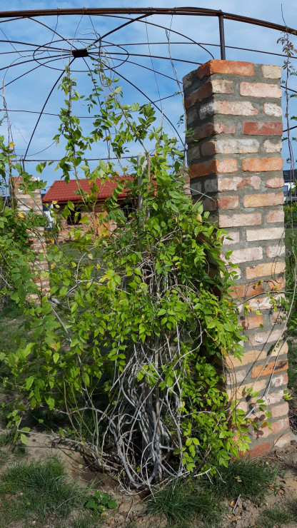 wisteria