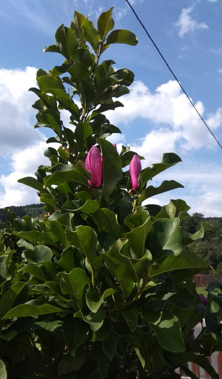 Magnolia - kolejne kwitnienie