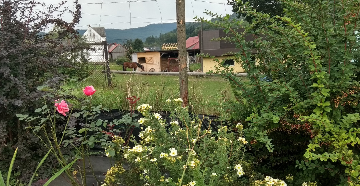 Ogród