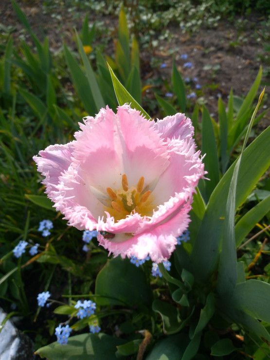 Przepiękne tulipany
