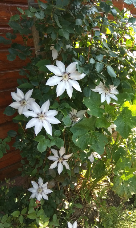 Wiosna