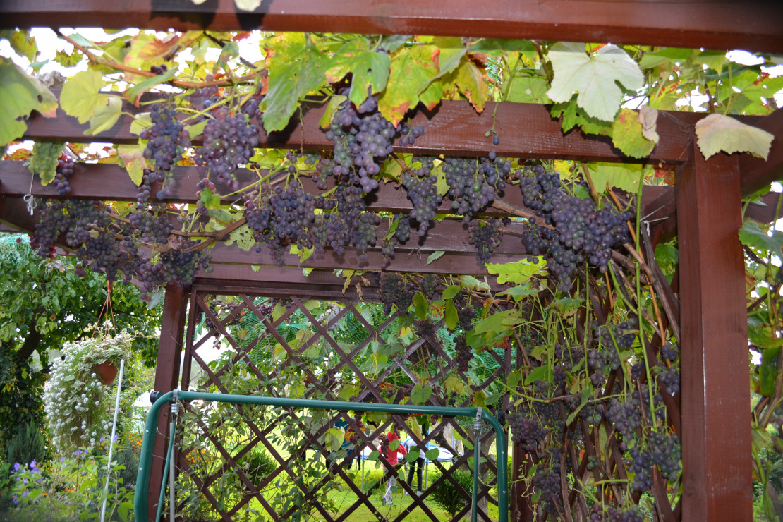 Altankę, którą zbudował mój mąż porasta winorośl, która jesienią daje pyszne owoce.