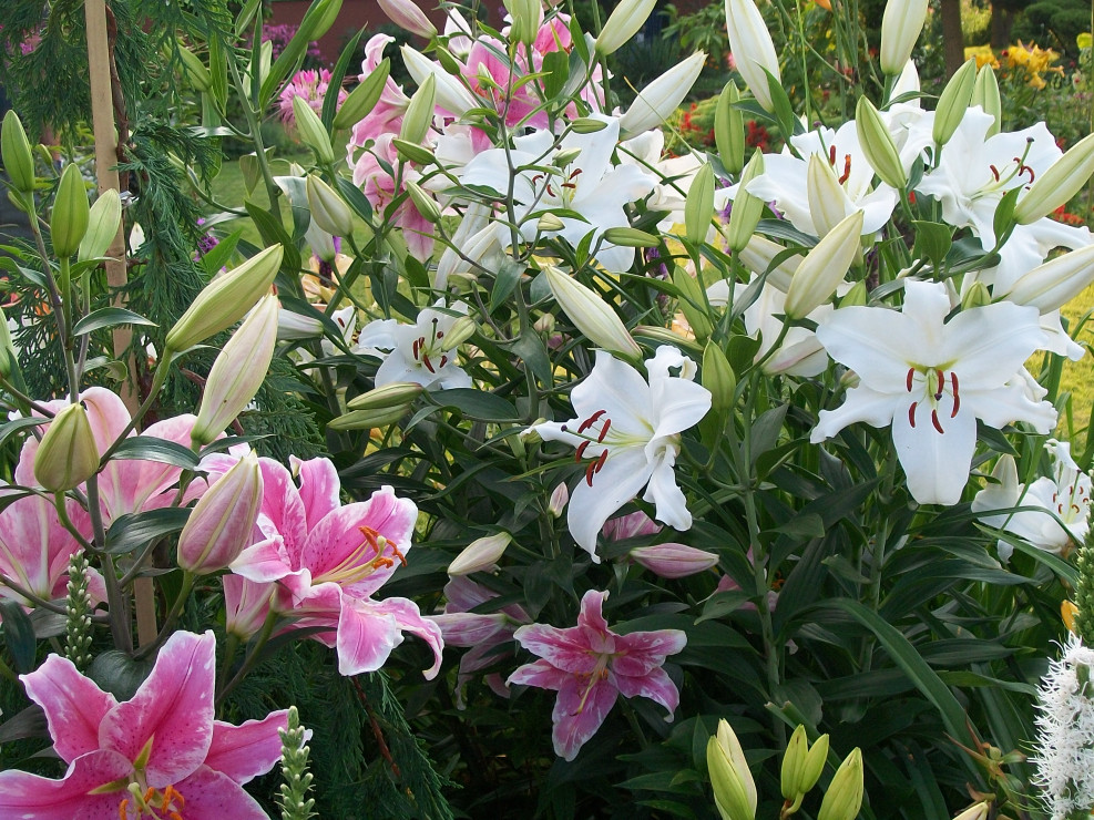 Gdy kwitną lilie, po ogrodzie roznosi się niesamowity zapach.