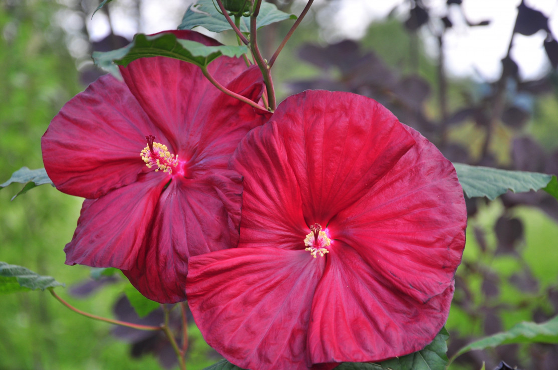 Hibiskus