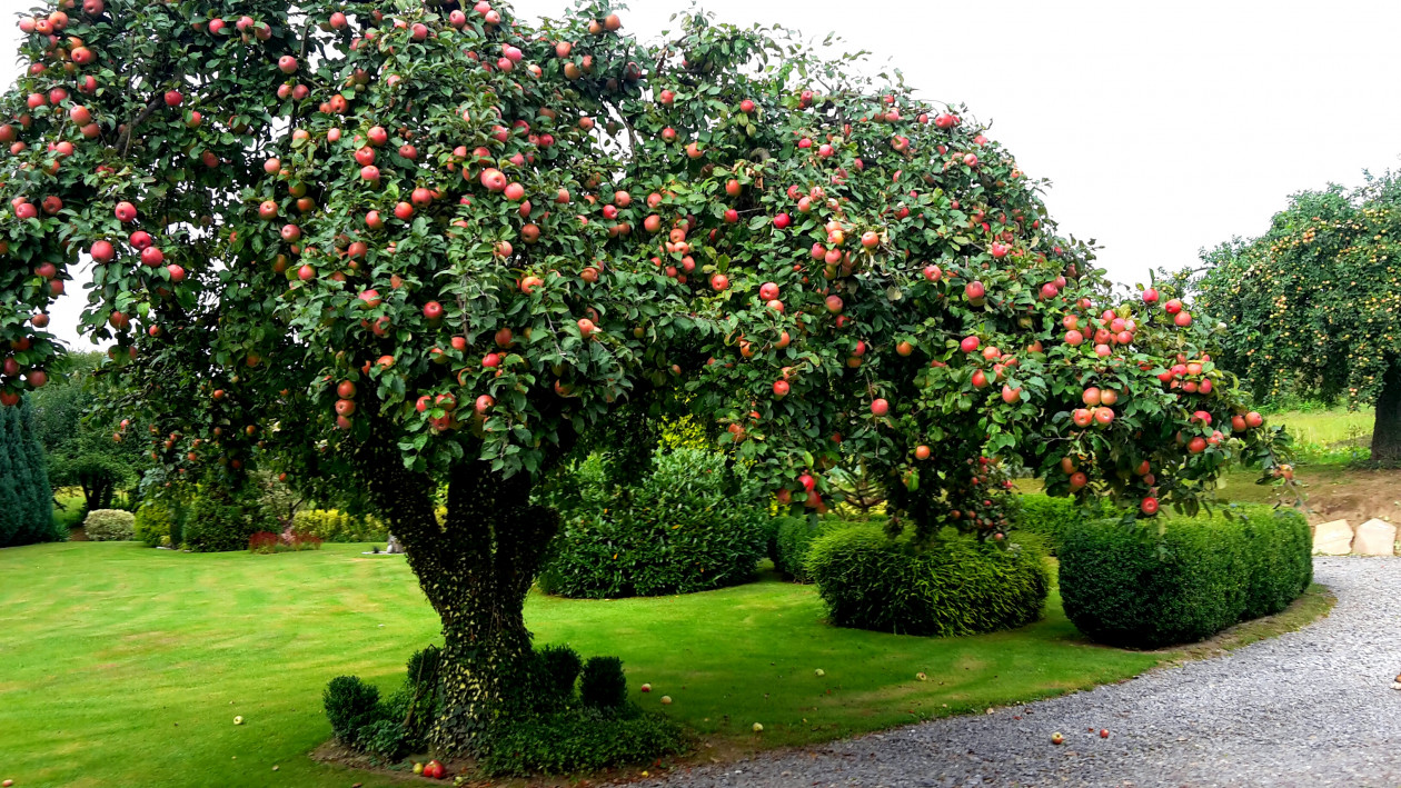 Owocująca stara jabłoń