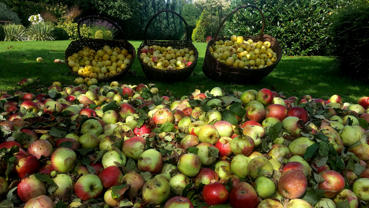 Zbiory jabłek z 60-cio letnich jabłoni
