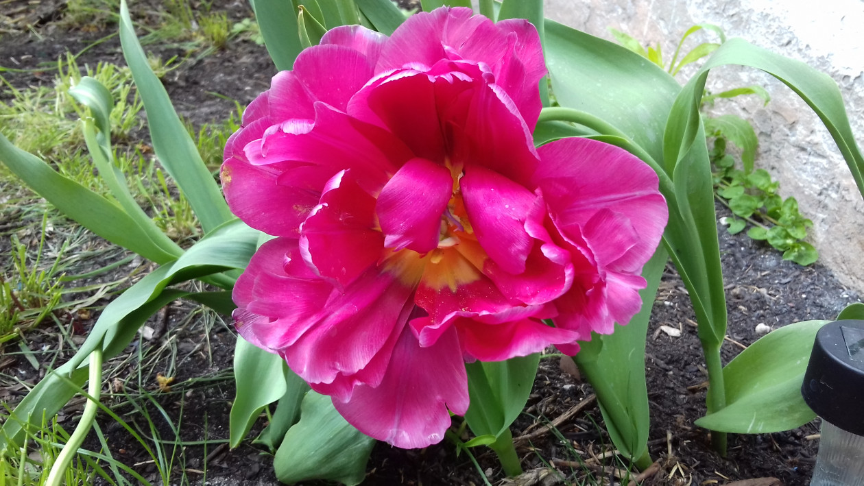 różowy tulipanek