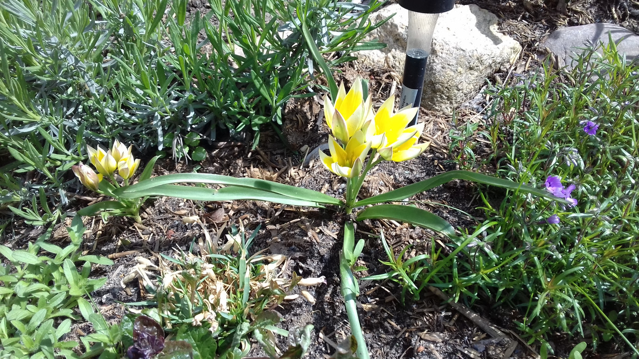 wiosenny tulipan