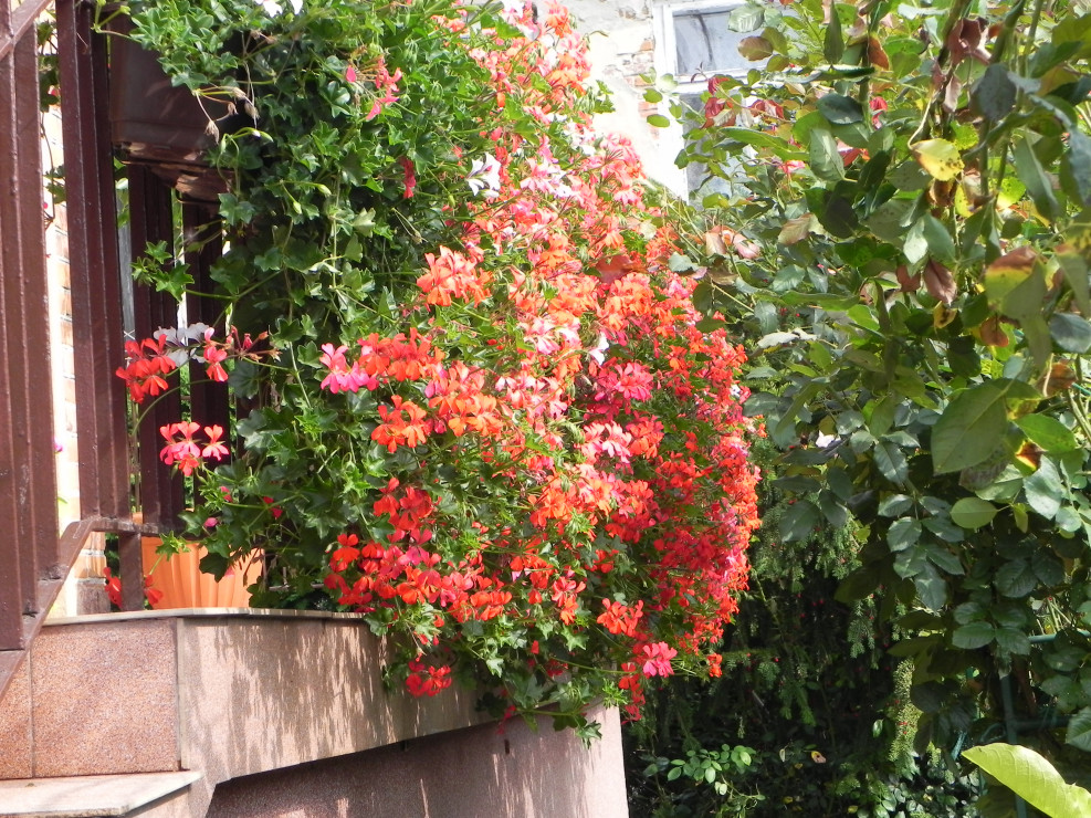 Pelargonie na tarasie