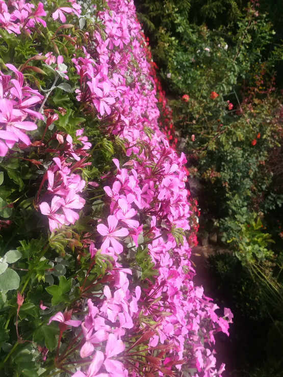 Pelargonie