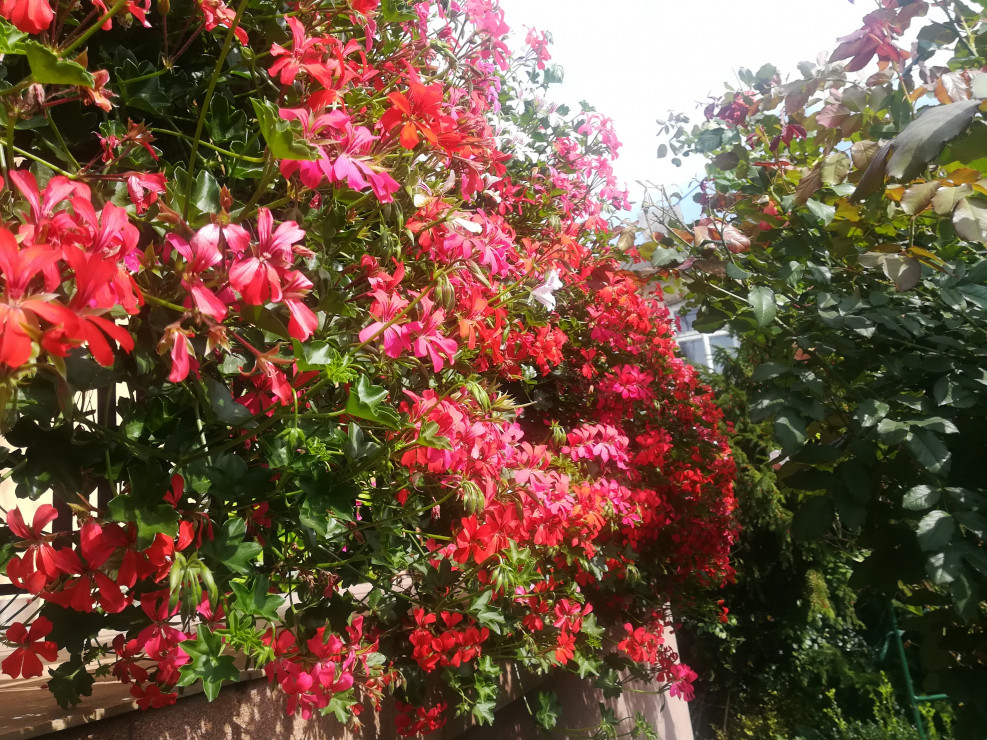 pelargonie