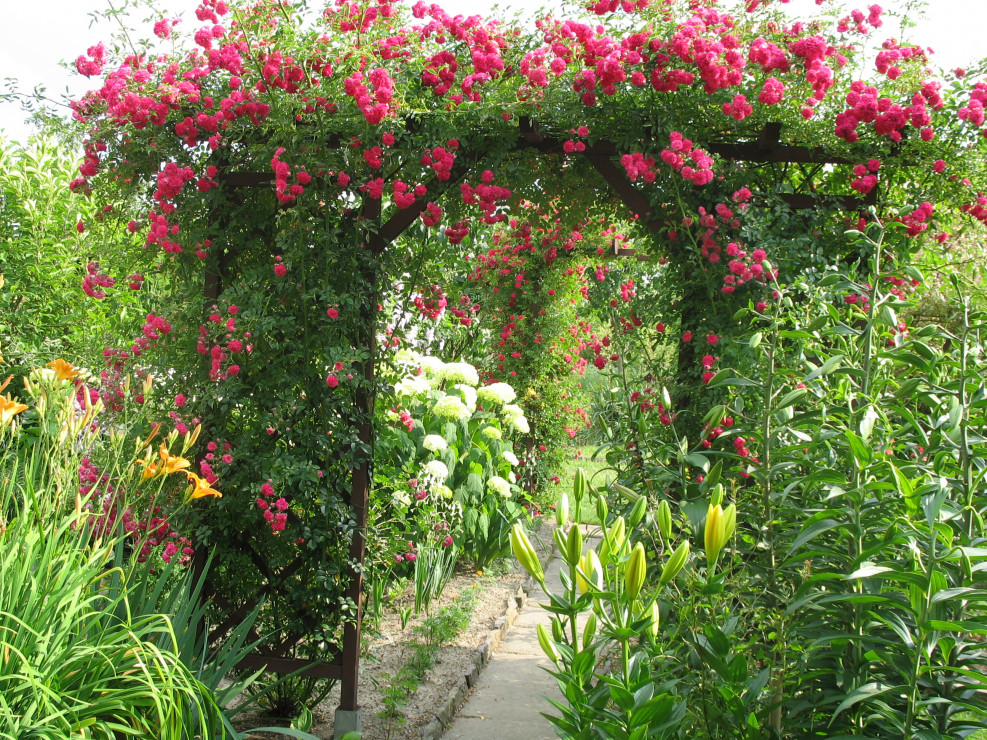 Tunel z pnących róż