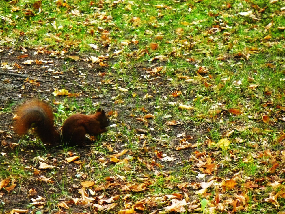 Wiewiórka częstym gościem w ogrodzie