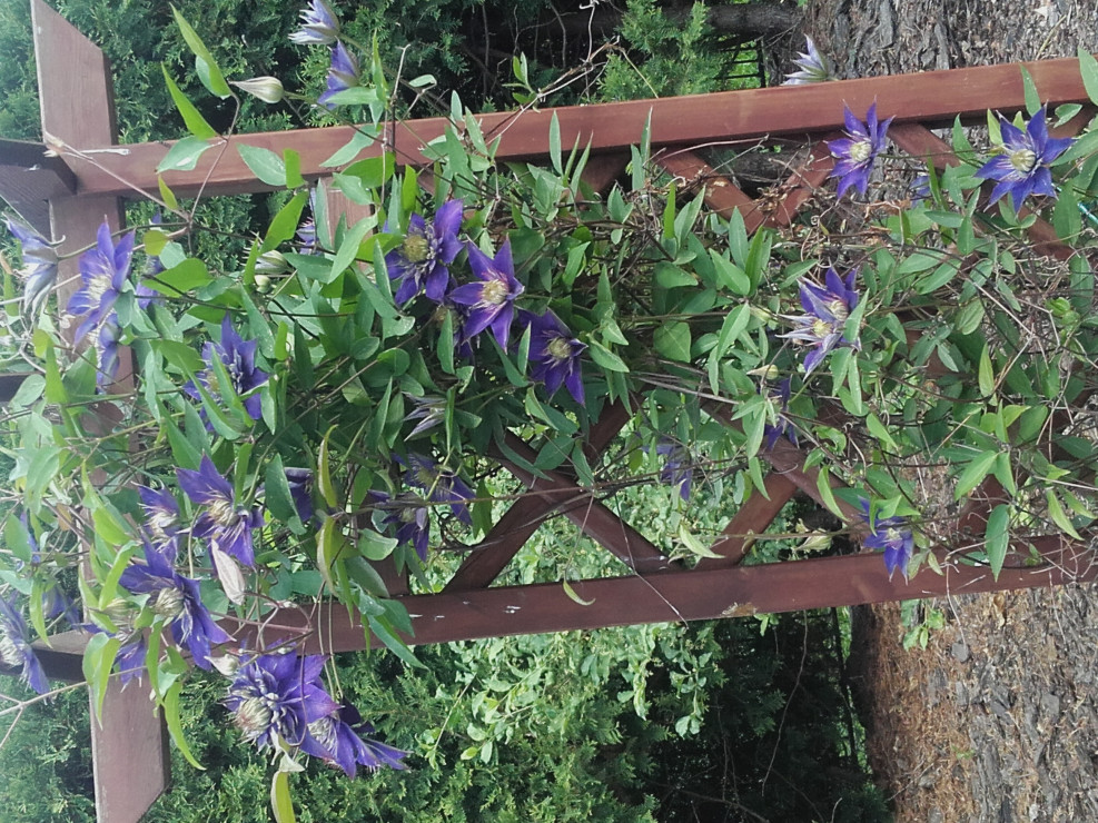 clematis