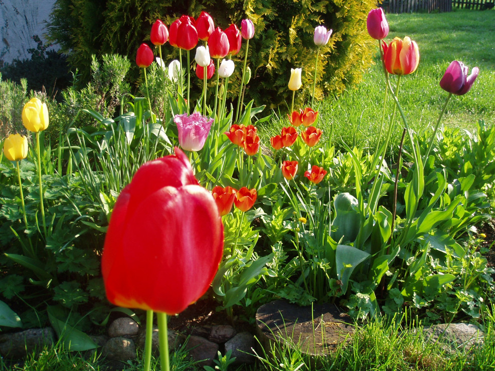 dostojne tulipany