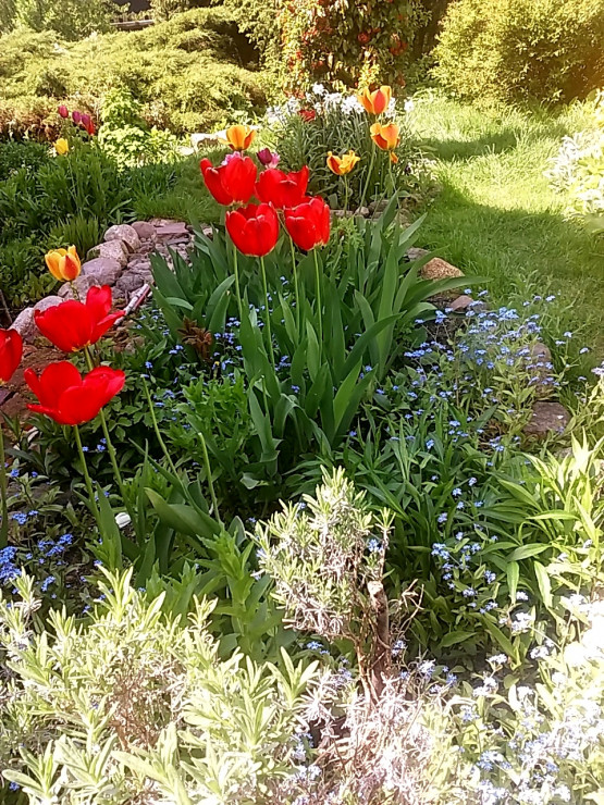 tulipany wśród niezapominajek