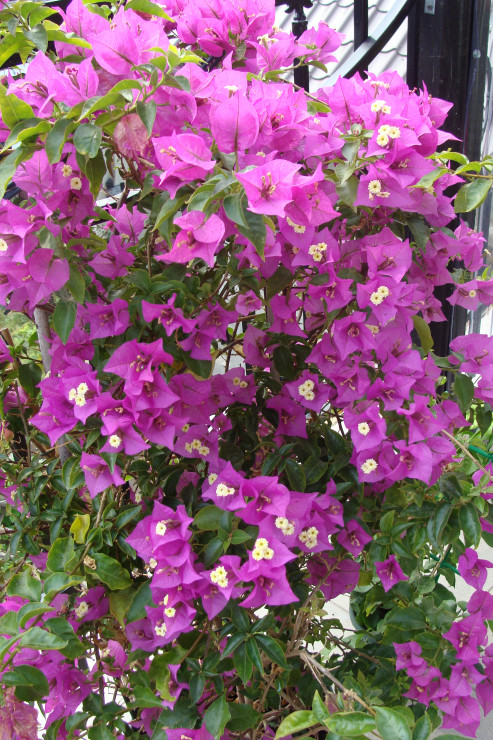 bugenwilla fioletowa