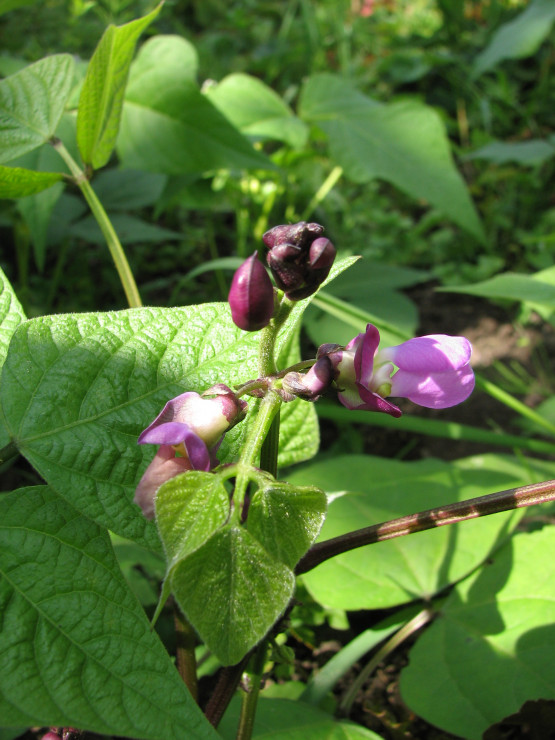 fasola fioletowa