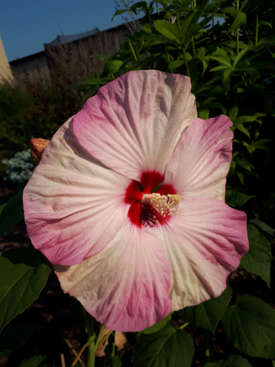 Hibiscus