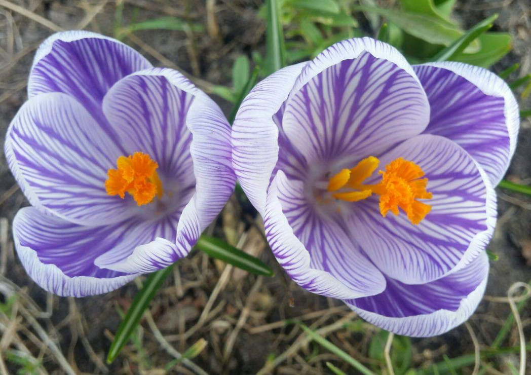 Krokusy
