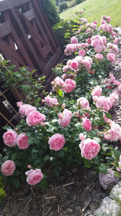 Róże rosenfee
