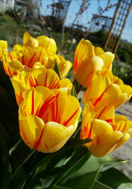 Tulipanki