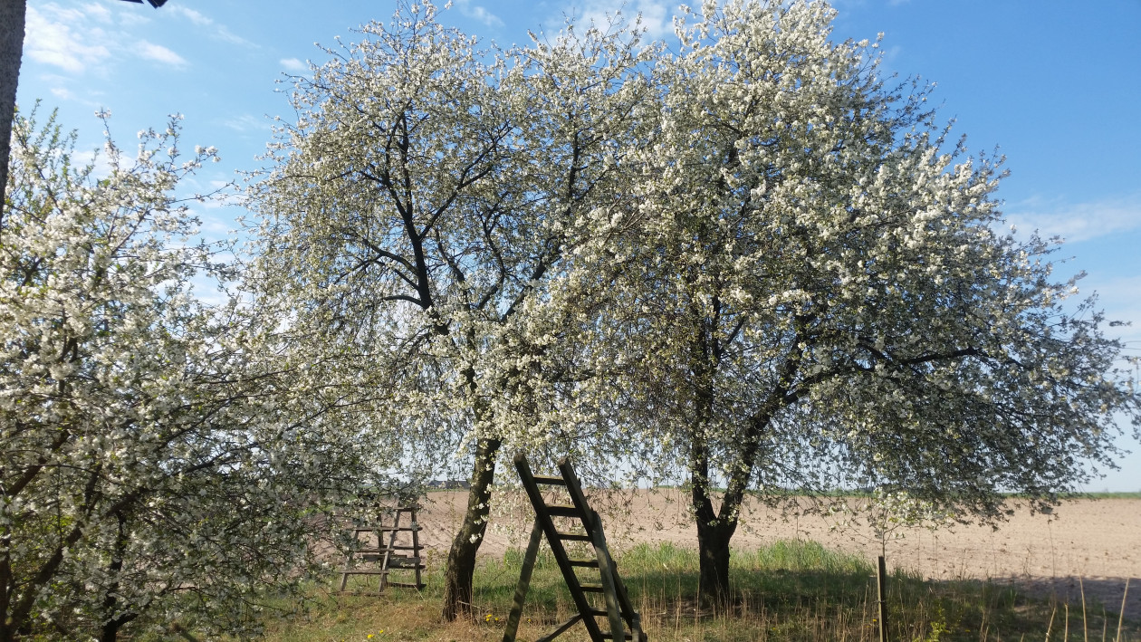 Wiśnie
