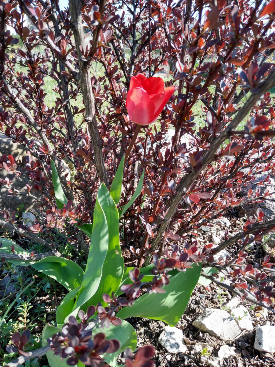 Tulipan w berberysie