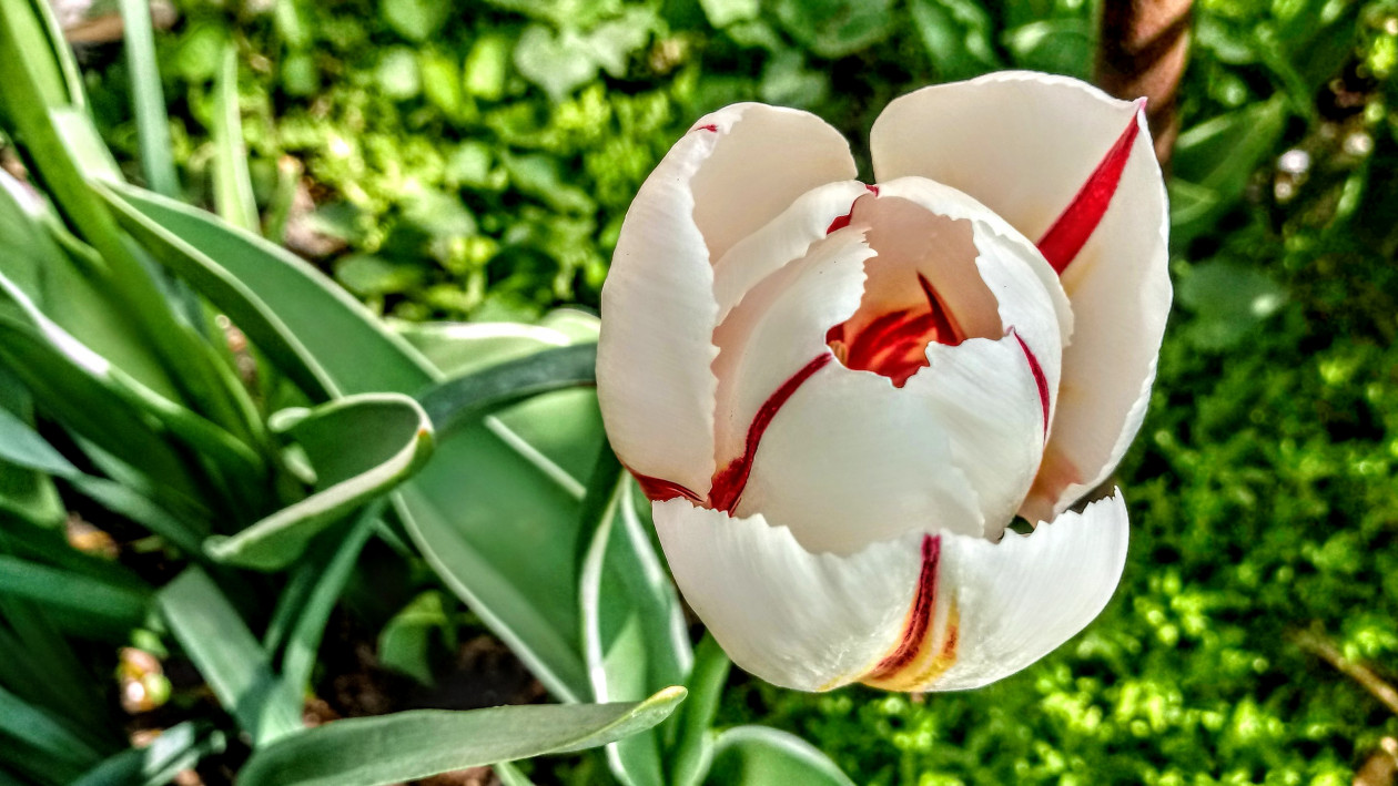 Biało- czerwony tulipan