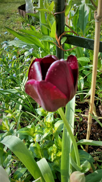 Czarny tulipan