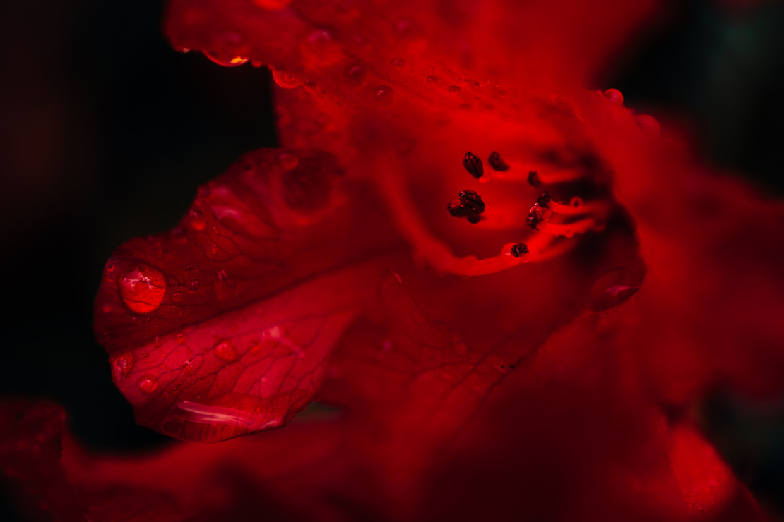 Krwisty rhododendron