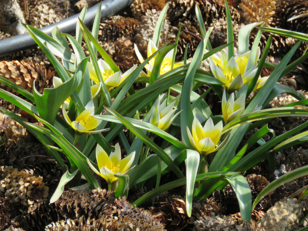 Tulipany botaniczne