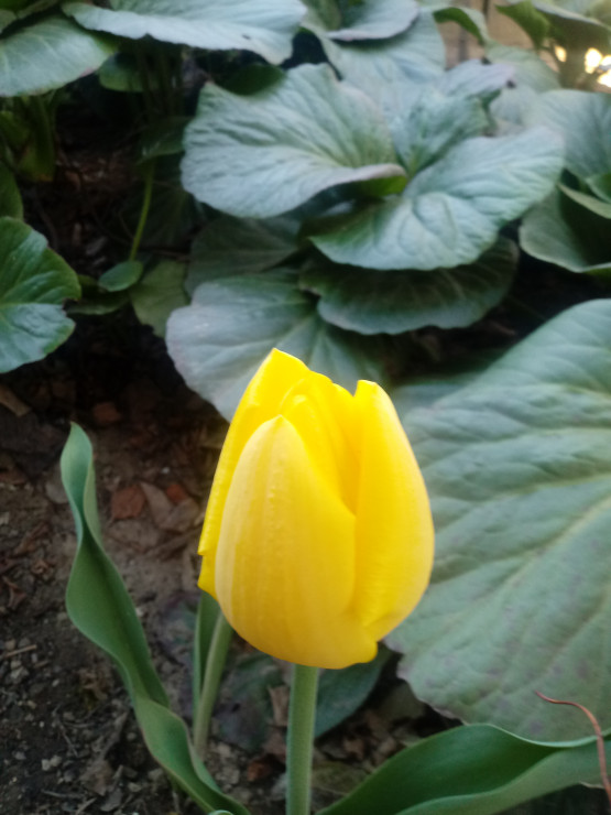 Żółte tulipany .