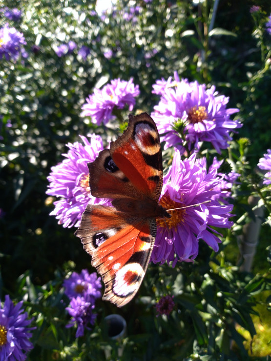 Motyl