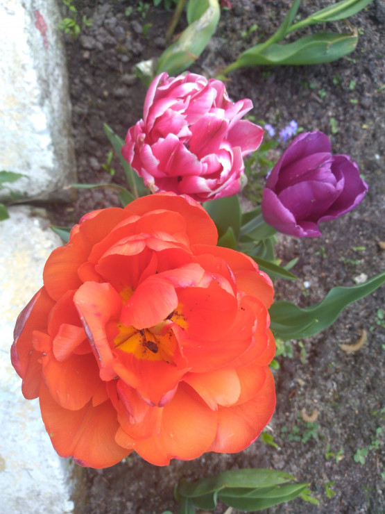 Piękne kolory tulipanów