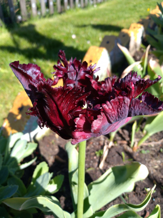 Przepiękna odmiana bordowego tulipana