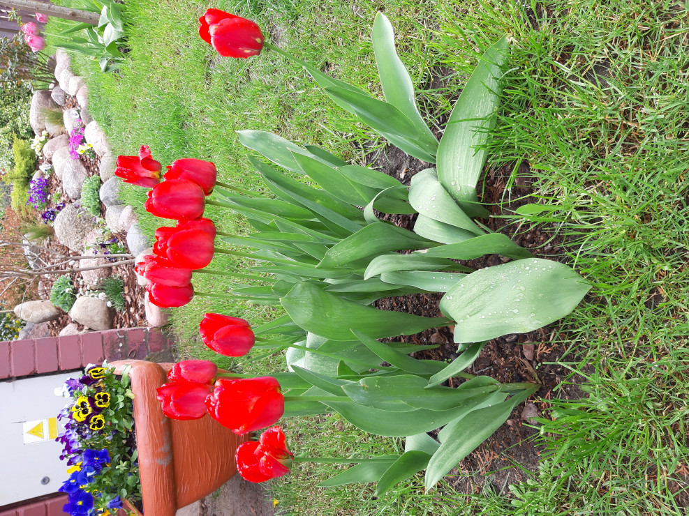 Czerwone tulipany, a w tle założenia skalniakowe