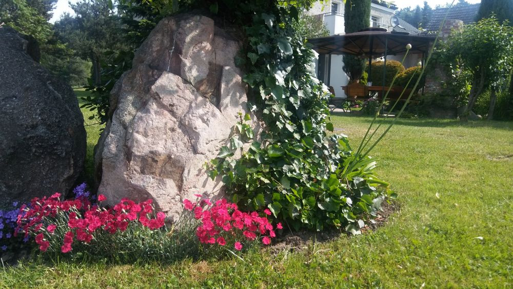 Gożdziki