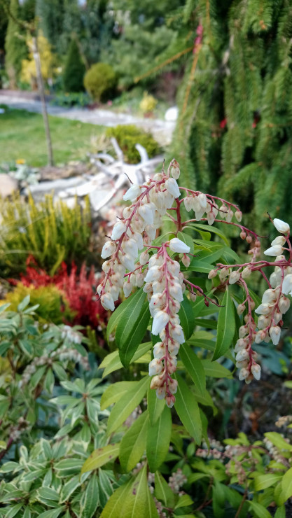 pieris