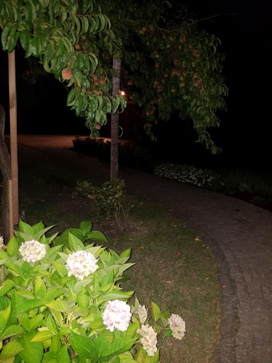 Smaki lata