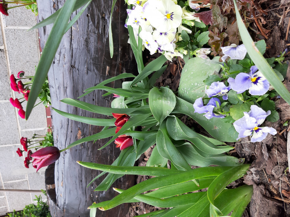 Tulipany, a w tle rosnące stokrotki w drewnianym korycie