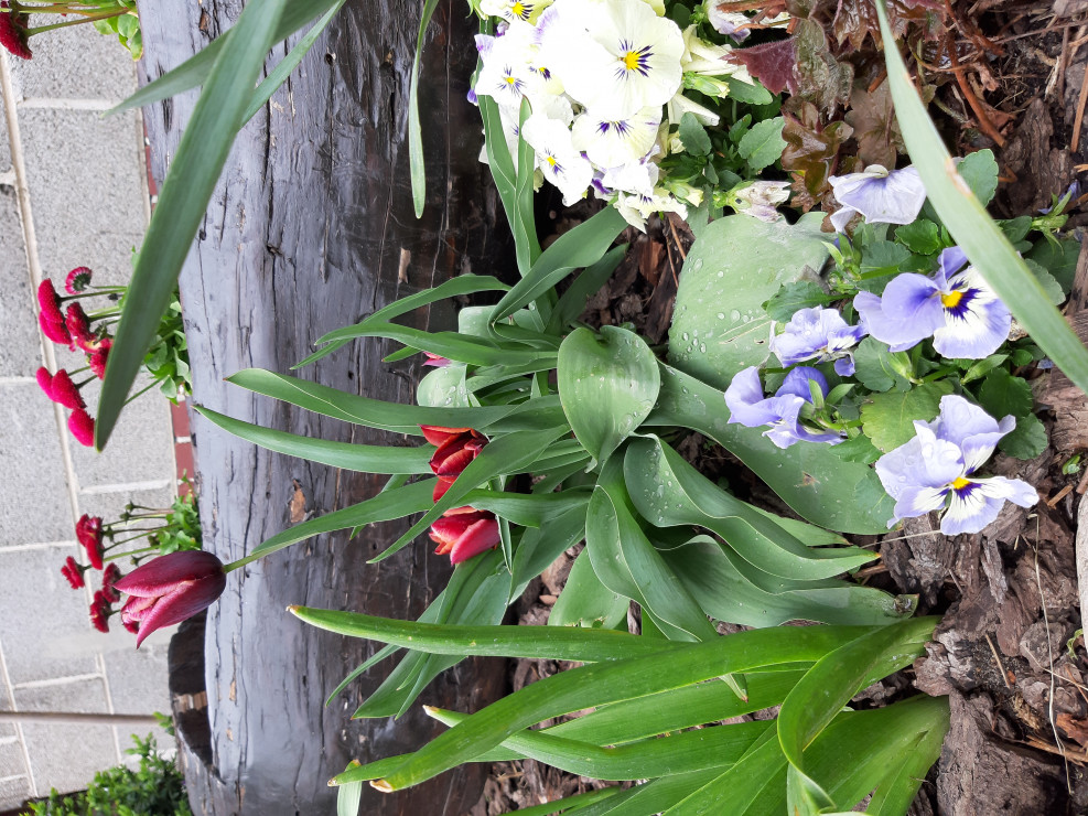 Tulipany, a w tle rosnące stokrotki w drewnianym korycie